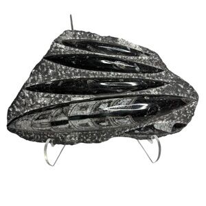 Orthoceras Fossil Sculpture Specimen Plate Plaque Squid Polished 5+ Pound Gem